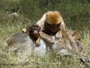 Grooming with infant
