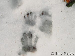 Monkey footprint